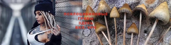 ГАЛЛЮЦИНОГЕННЫЕ ГРИБЫ Михайловка